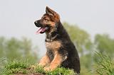 BERGER ALLEMAND 1444